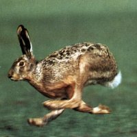 wind-lepus europaeus